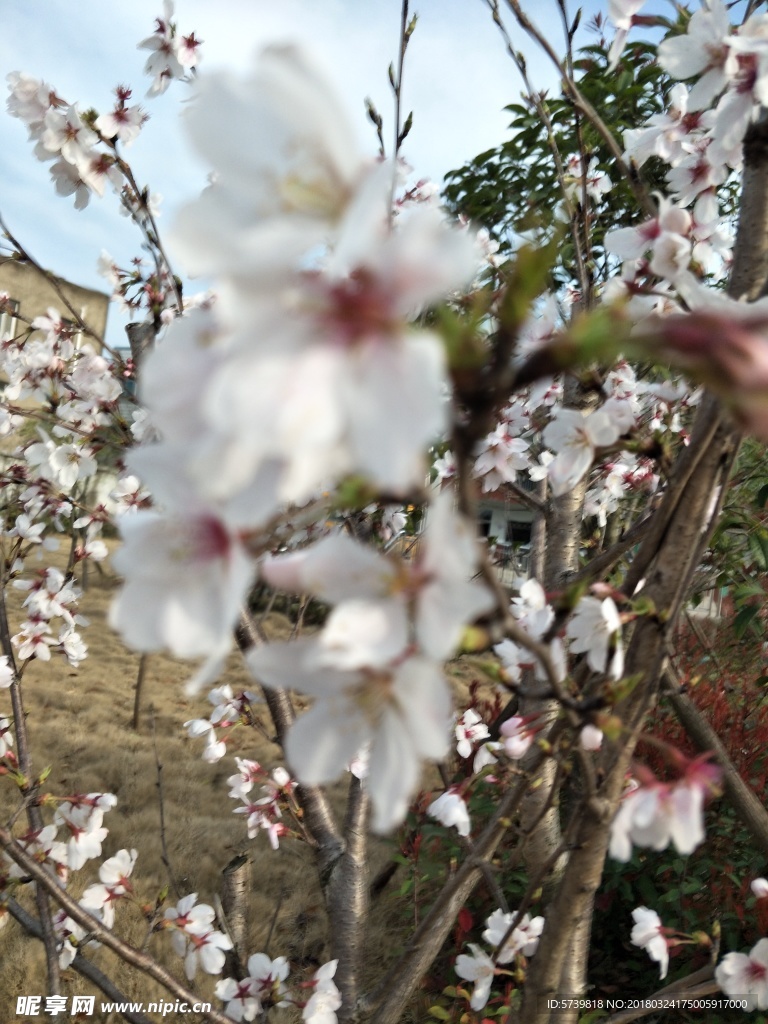 樱花
