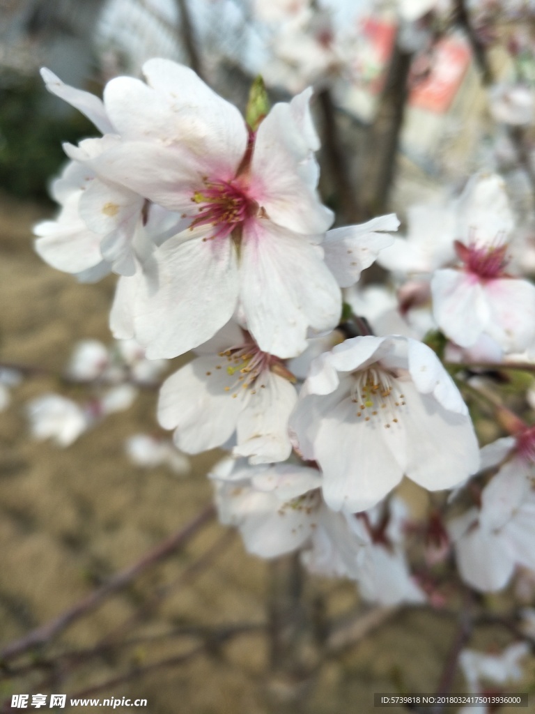 樱花