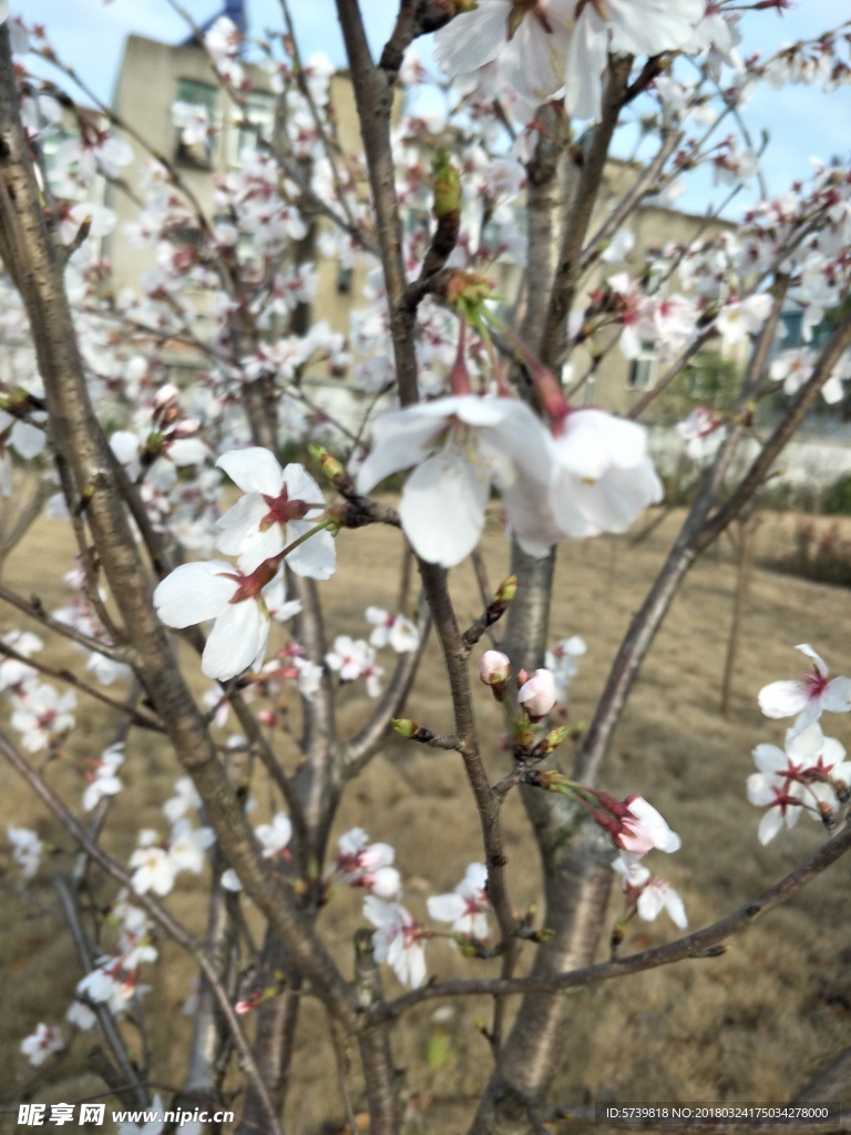 樱花
