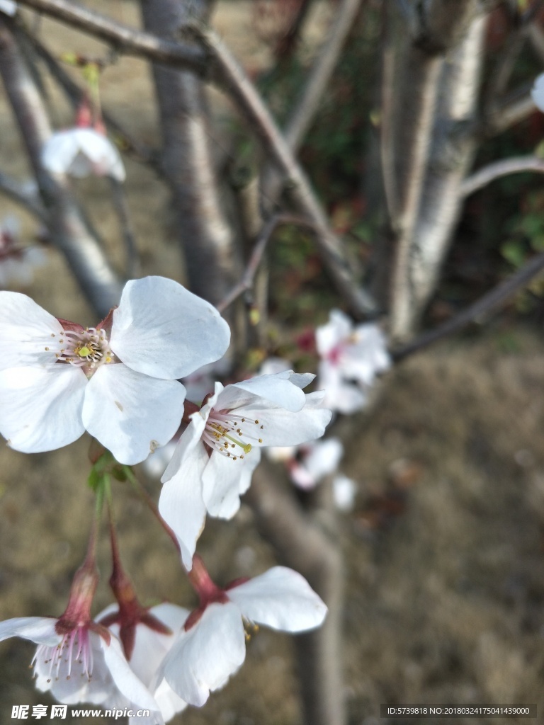 樱花