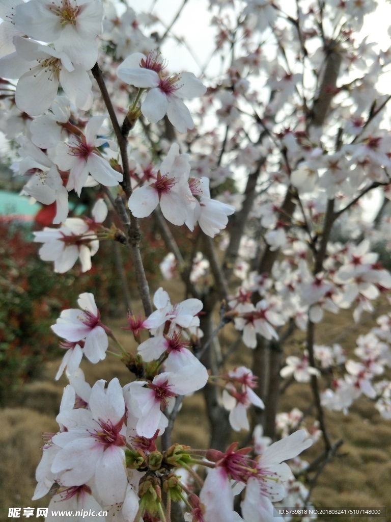 樱花