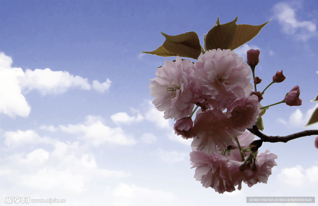樱花