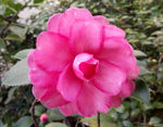 山茶花