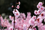粉梅