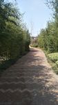 竹林小路