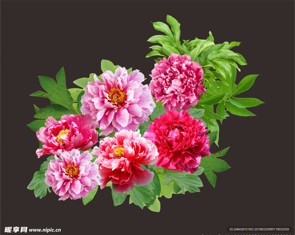 牡丹 牡丹花开 花开富贵 花