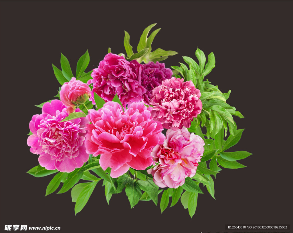 牡丹 牡丹花开 花开富贵 花