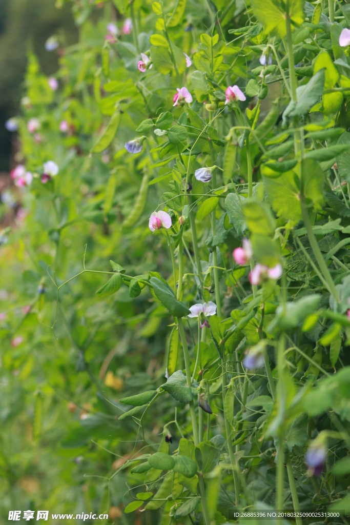 碗豆  花   菜   蔬菜