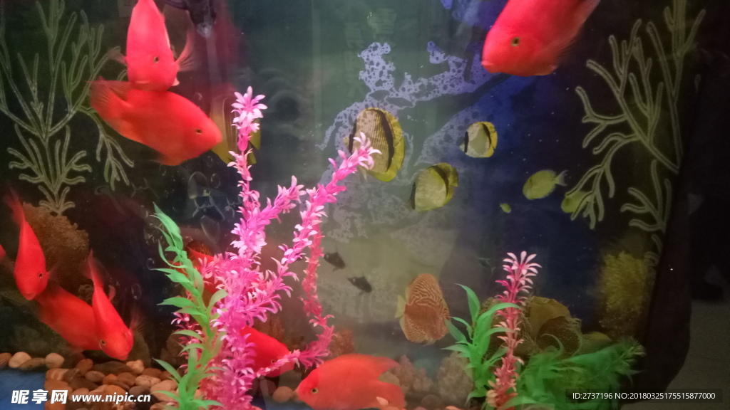 鱼缸