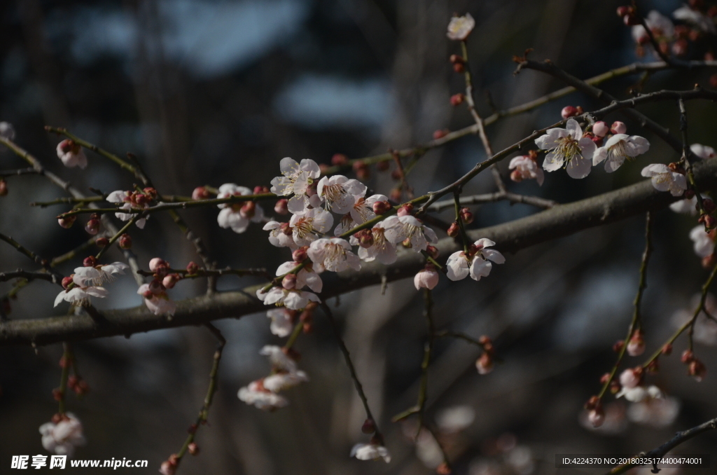 梅花