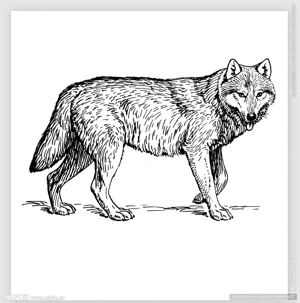 卡通动物 漫画 插画 动漫矢量