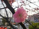 绽放 樱花