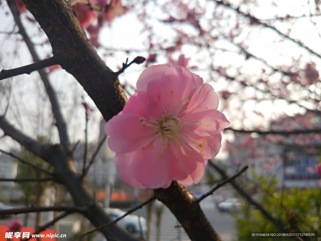 绽放 樱花