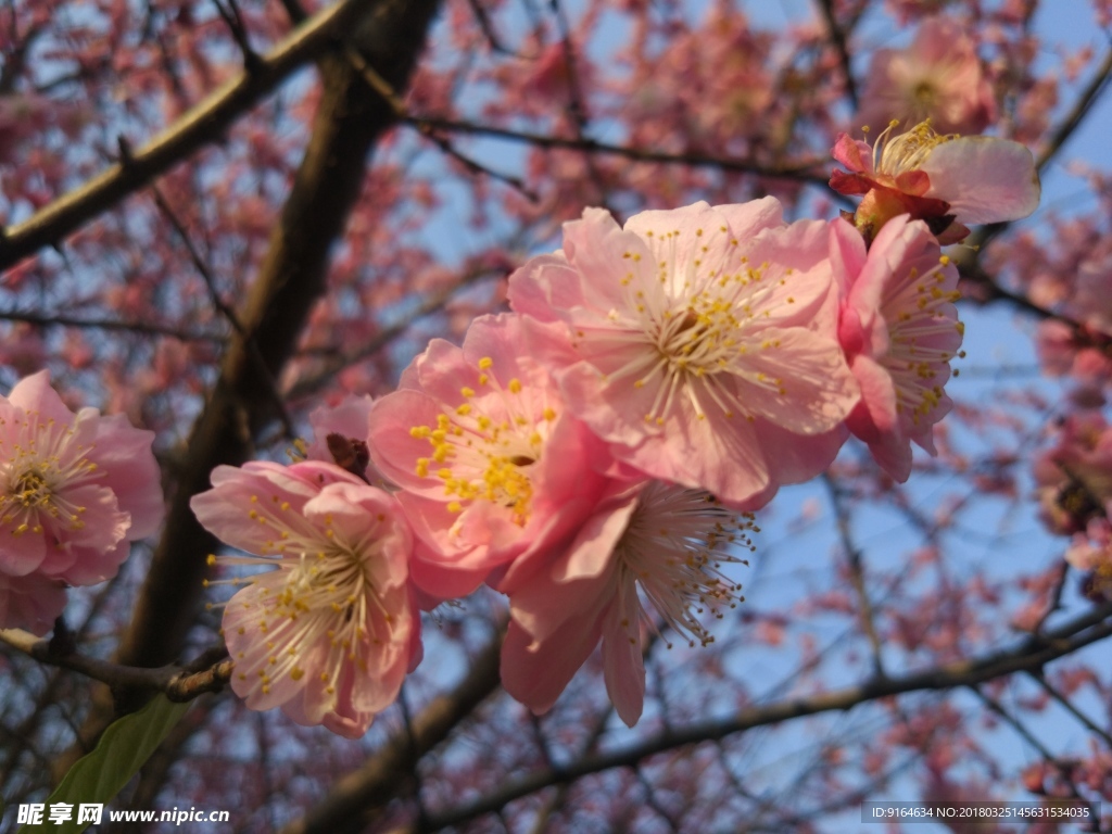 樱花