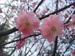 花 樱花