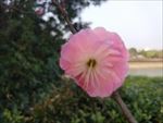 花 樱花