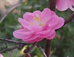 花 樱花