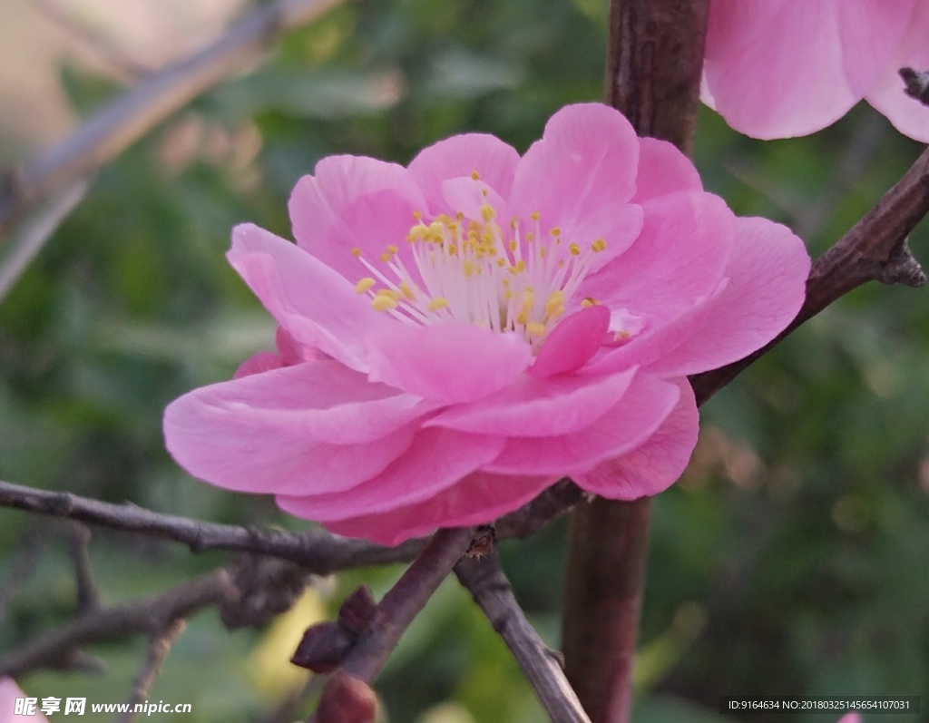 花 樱花