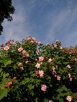 木芙蓉c