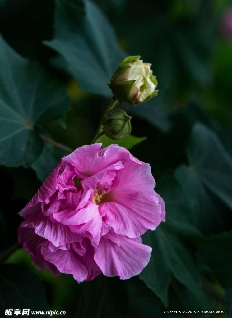 木芙蓉c