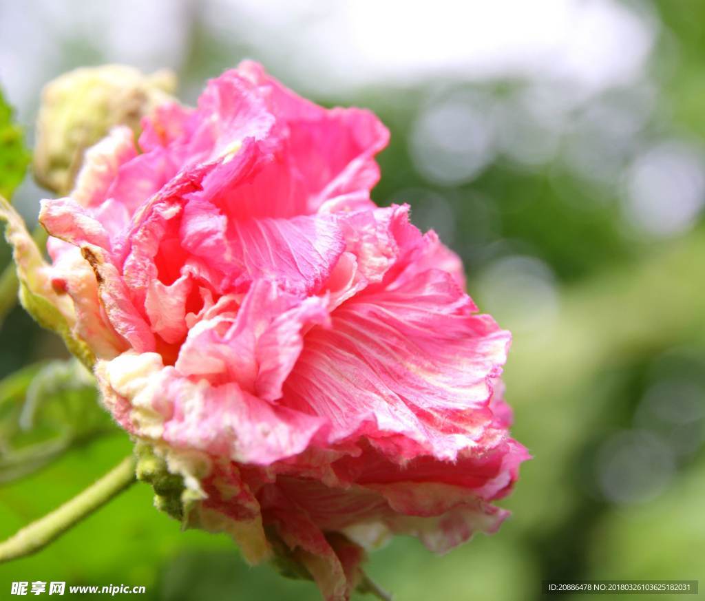 木芙蓉c
