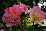 木芙蓉c