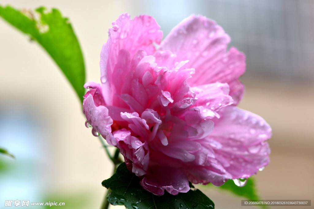 木芙蓉c