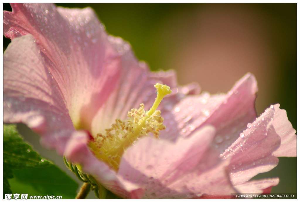 木芙蓉c