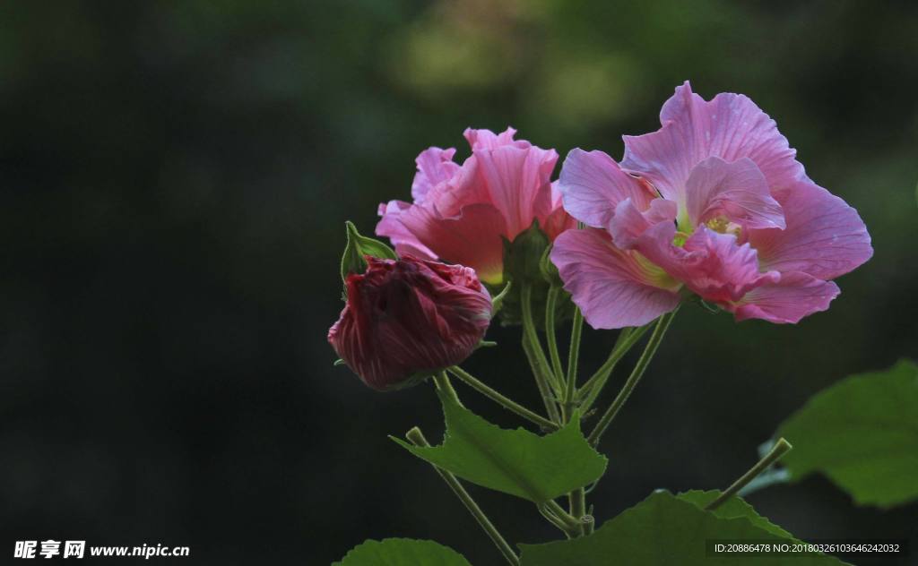 木芙蓉c