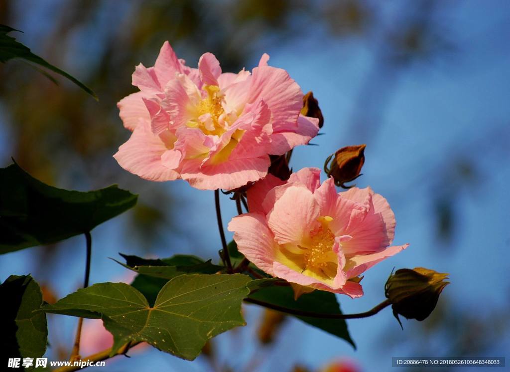 木芙蓉c