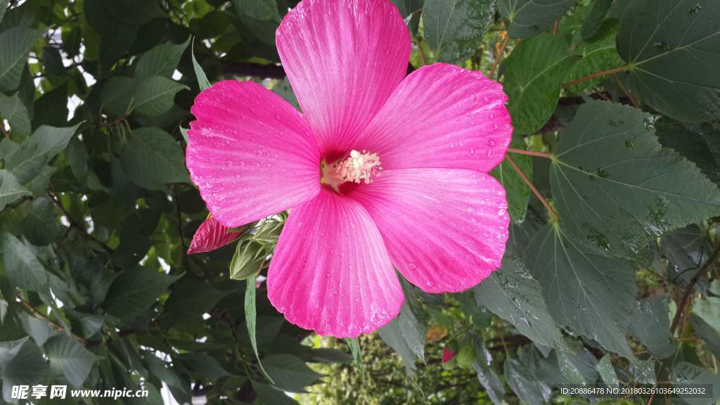 木芙蓉c