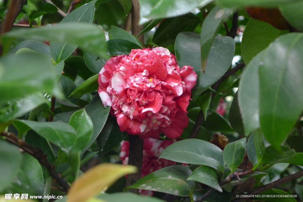 木芙蓉c