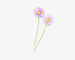 粉色蒲公英 花