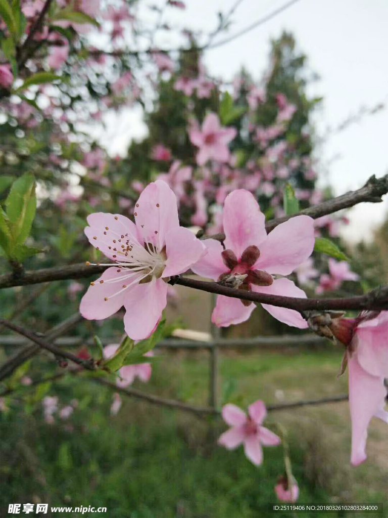 桃花