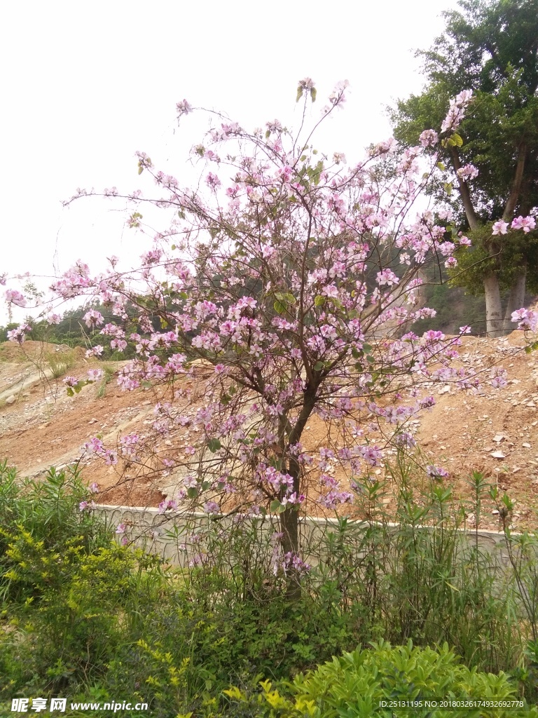 挑花树