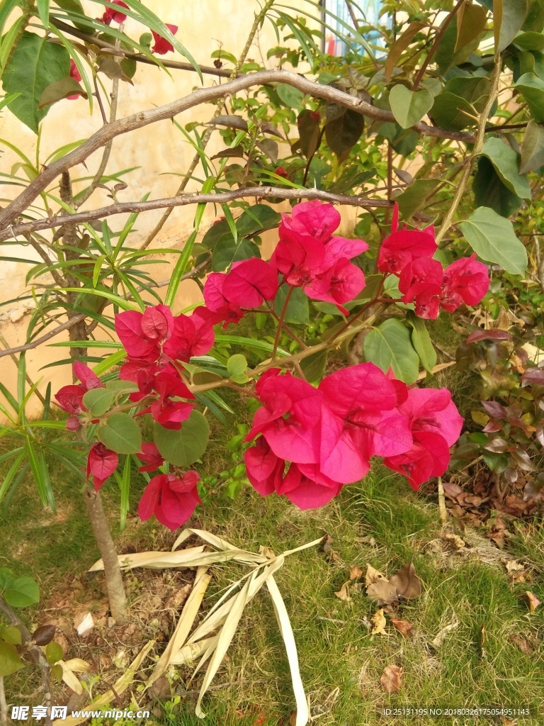 红花