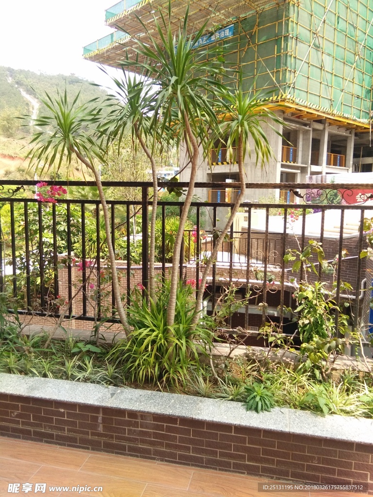 小树