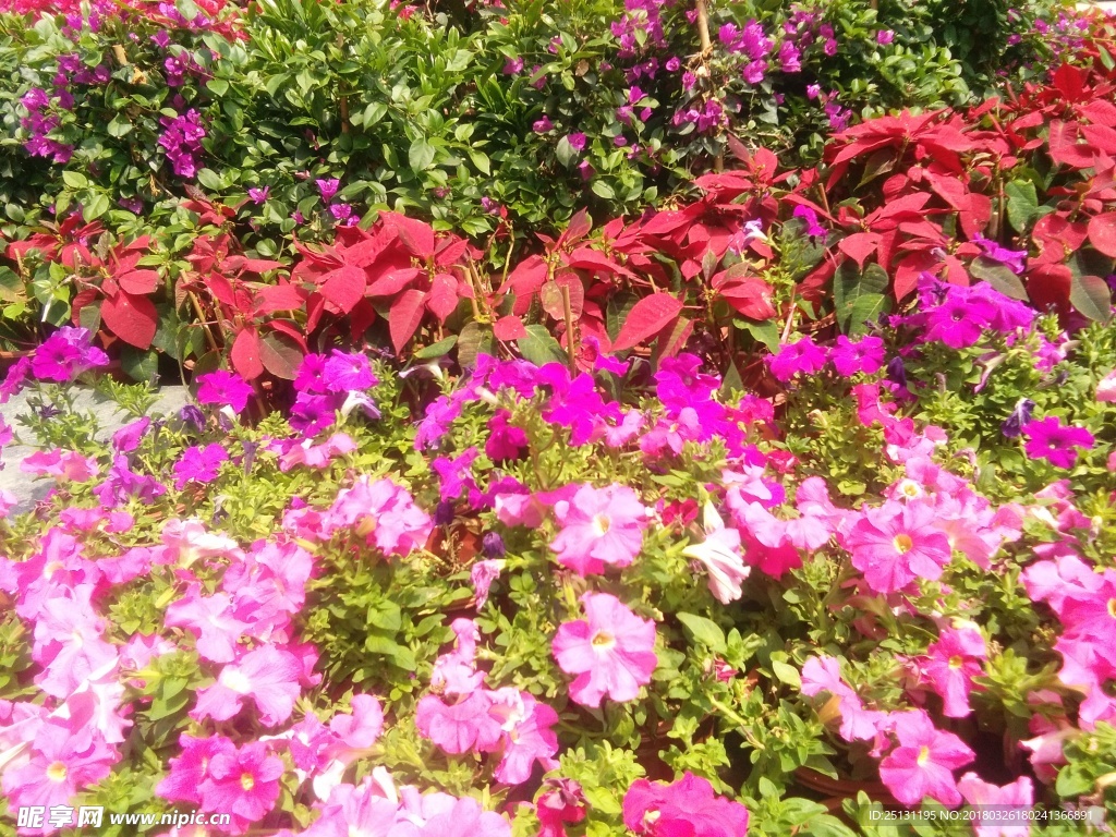花海