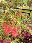 红狗尾花