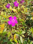 紫花