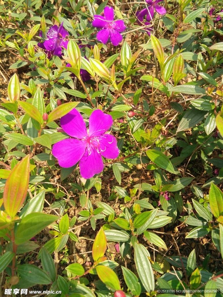 紫花