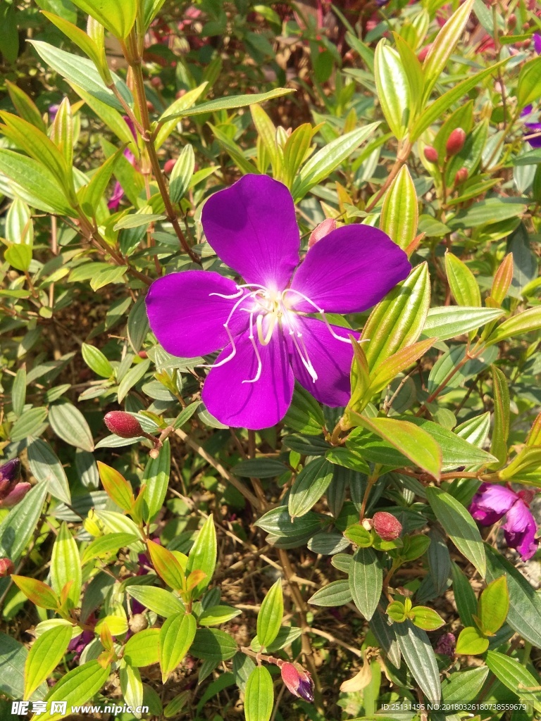紫花