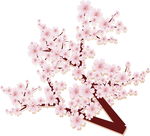 樱花 桃花