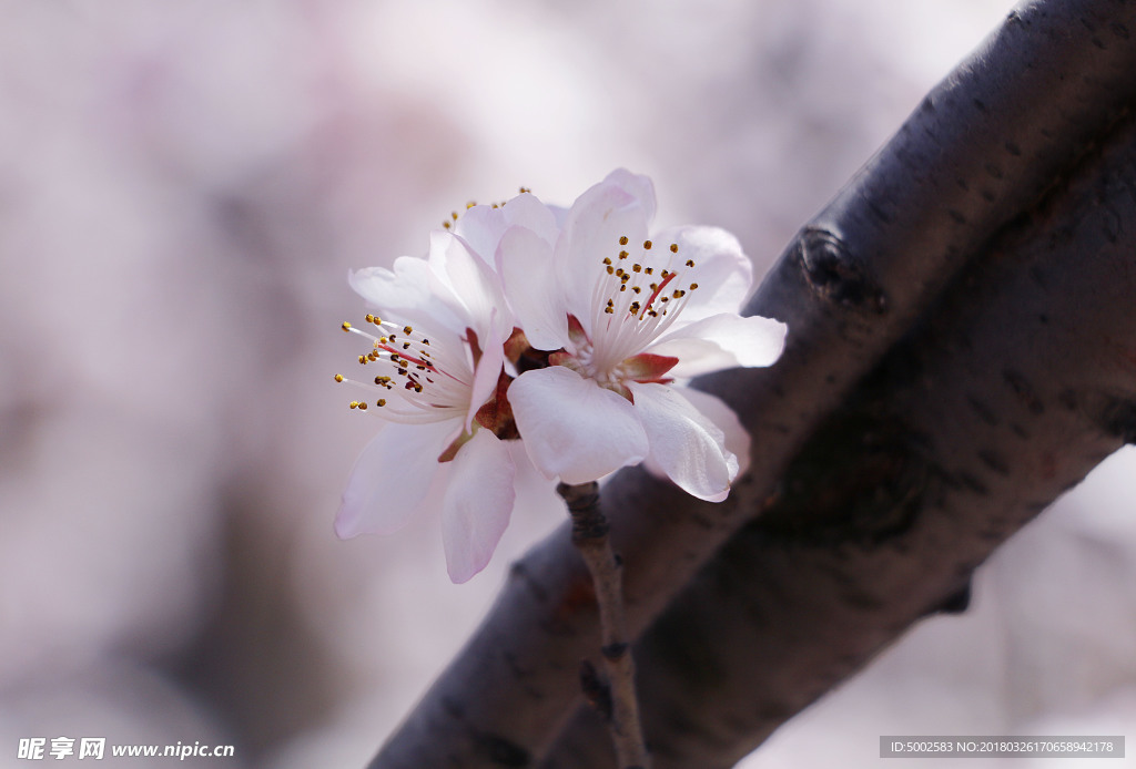 桃花