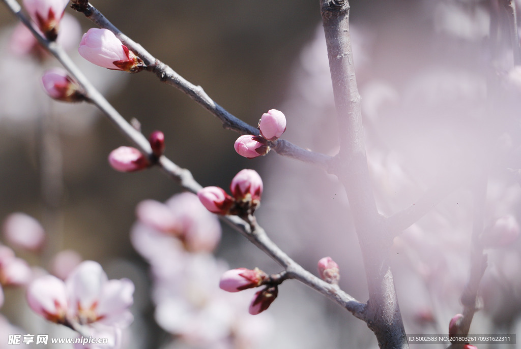 桃花