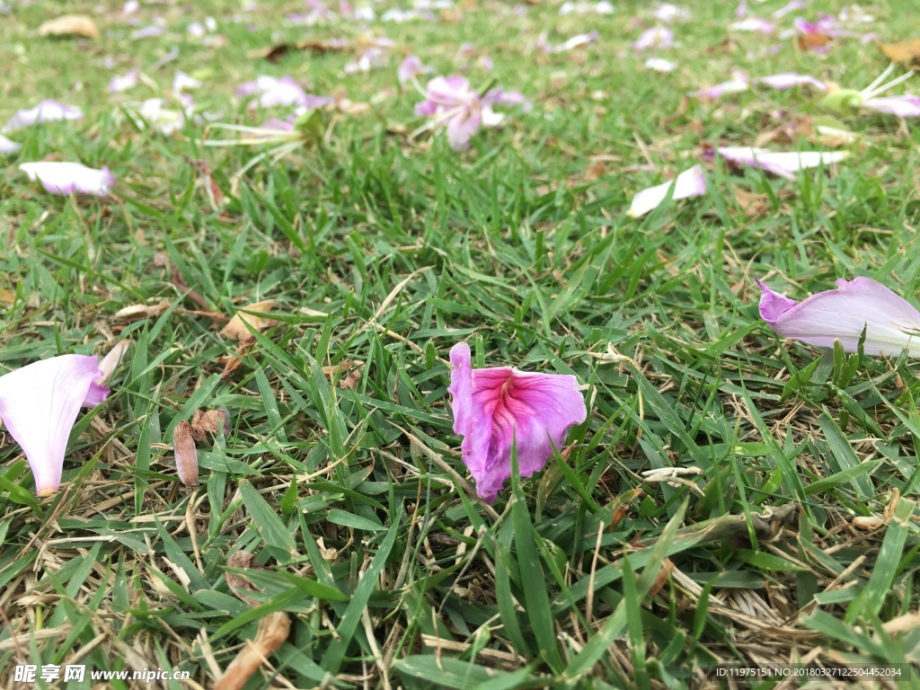 落花