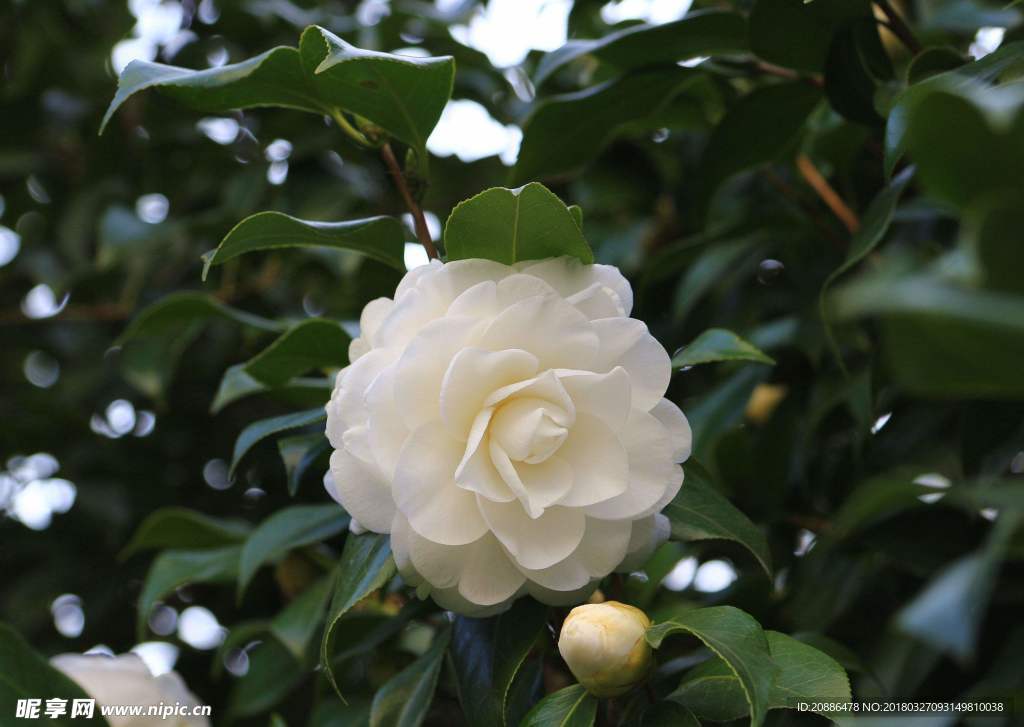 山茶花