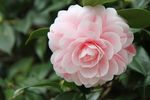 山茶花