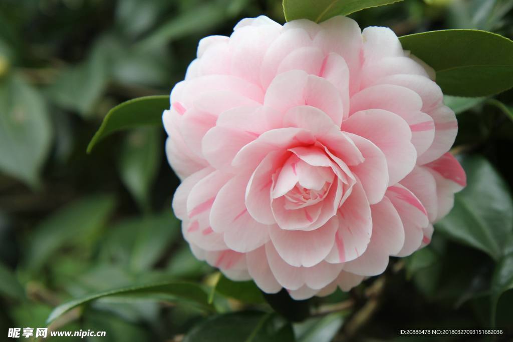 山茶花