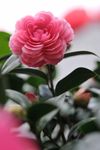 山茶花